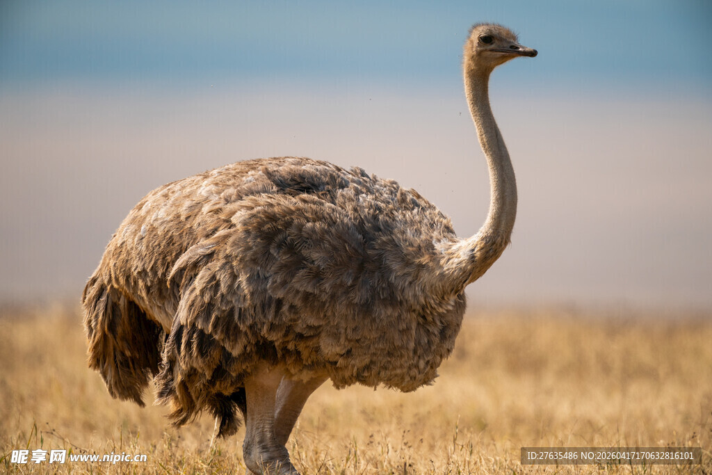 草原上的单只鸵鸟