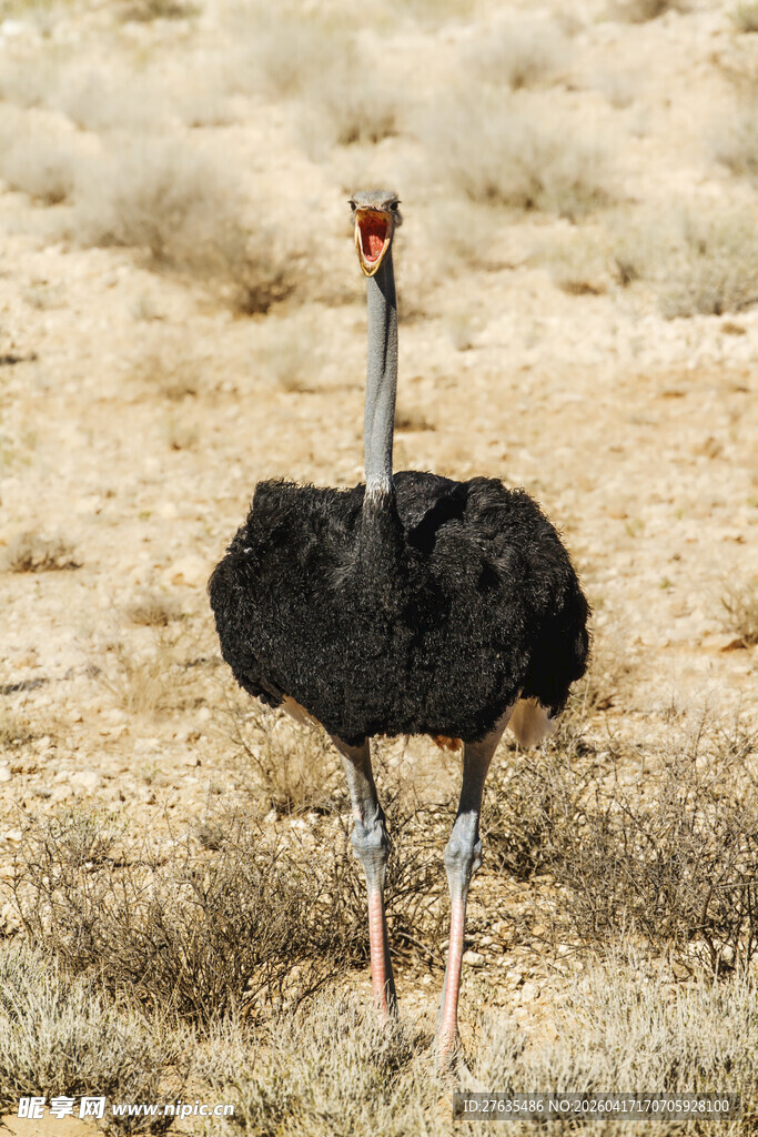 草原上站立的黑色鸵鸟