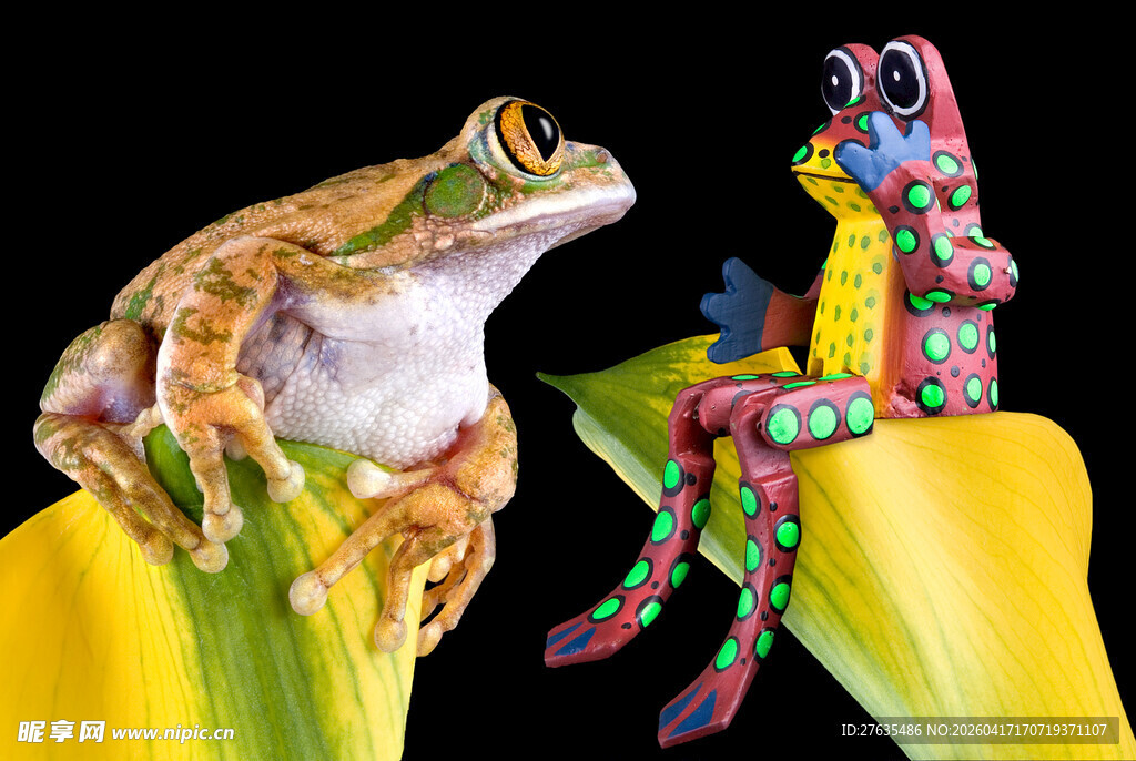 彩色青蛙坐于明艳花上