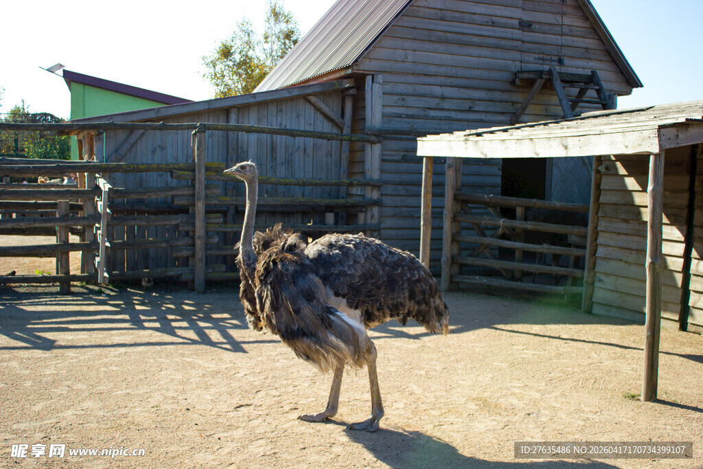 农场中的鸵鸟