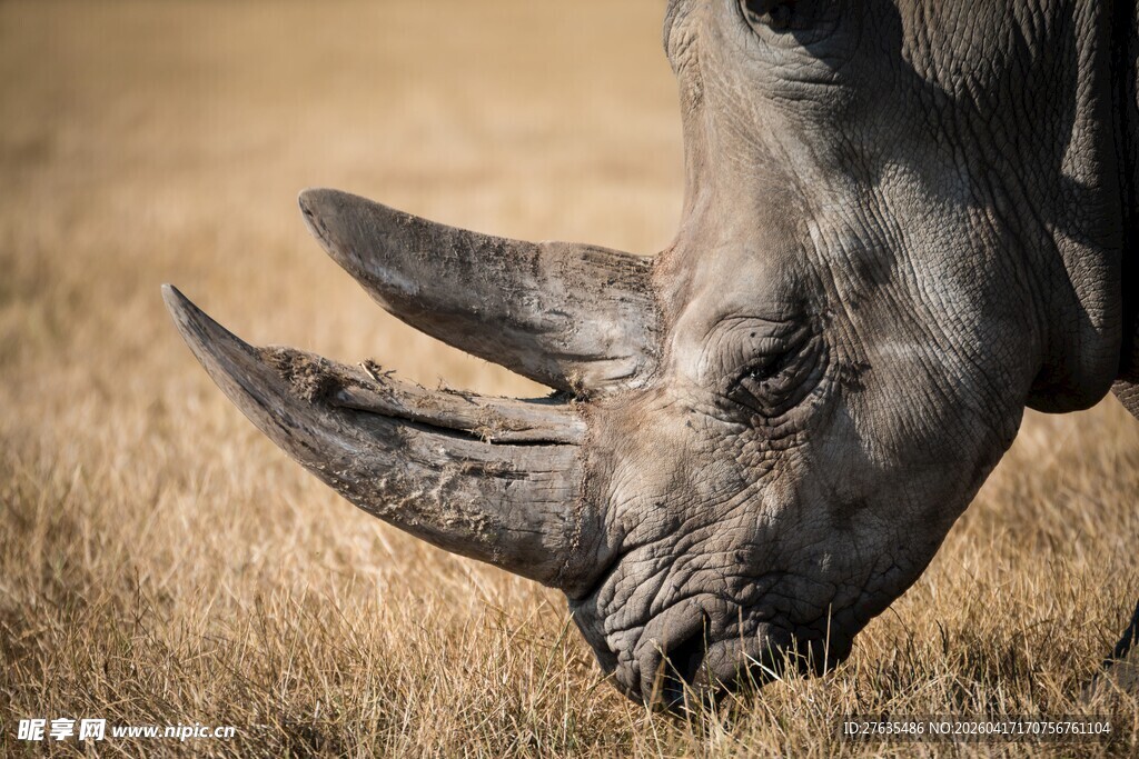 低头吃草的犀牛