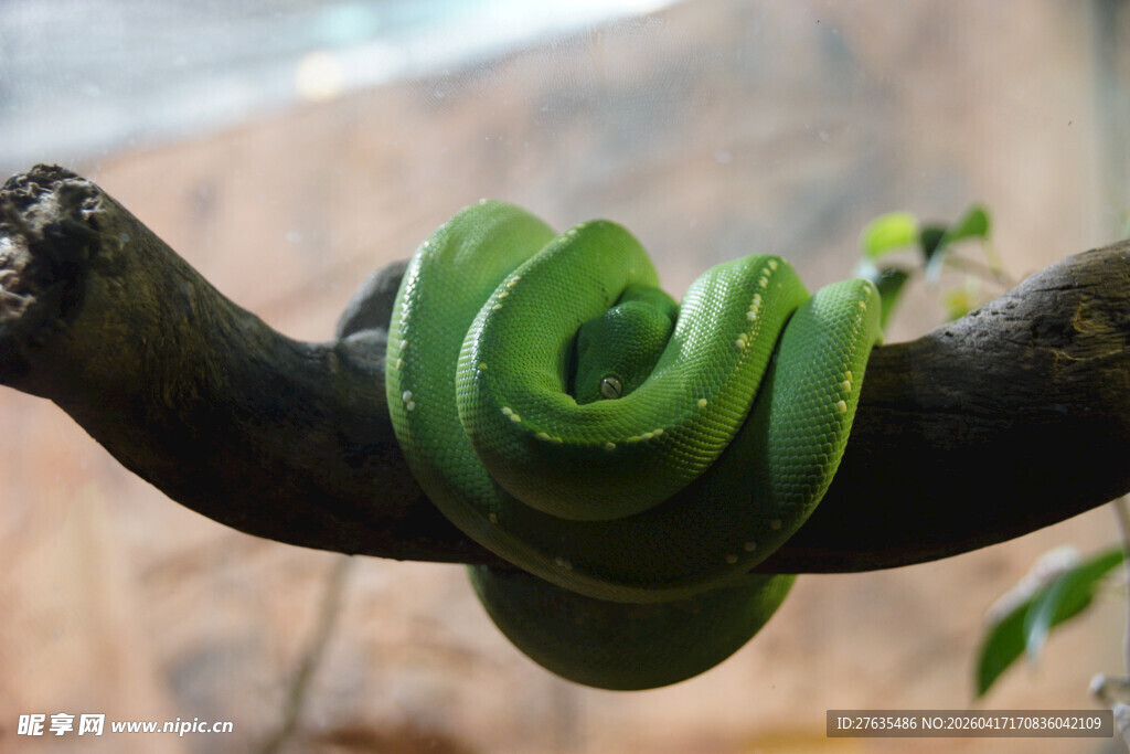 翠绿蟒蛇盘于树枝间