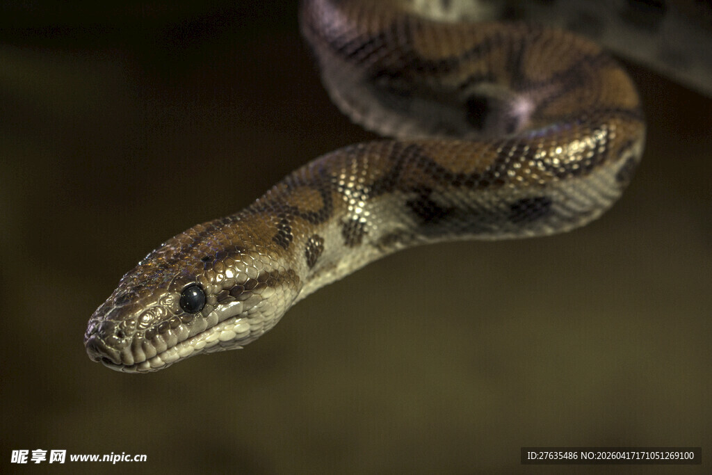 蟒蛇特写