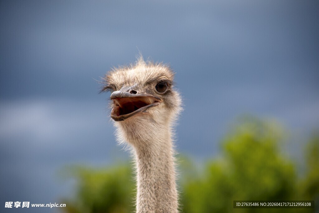 呆萌鸵鸟特写