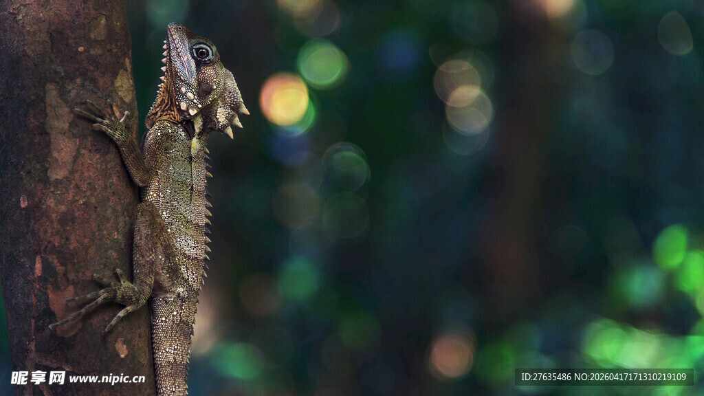 树干上的伪装蜥蜴