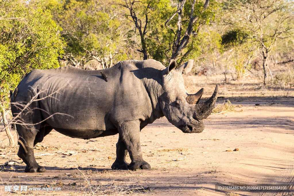 草原上的独角犀牛