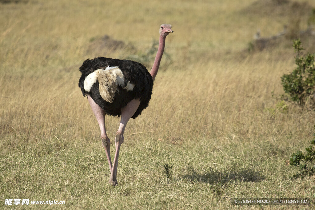 草原上独行的鸵鸟