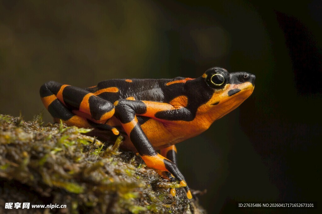 橙黑相间的艳丽蛙类