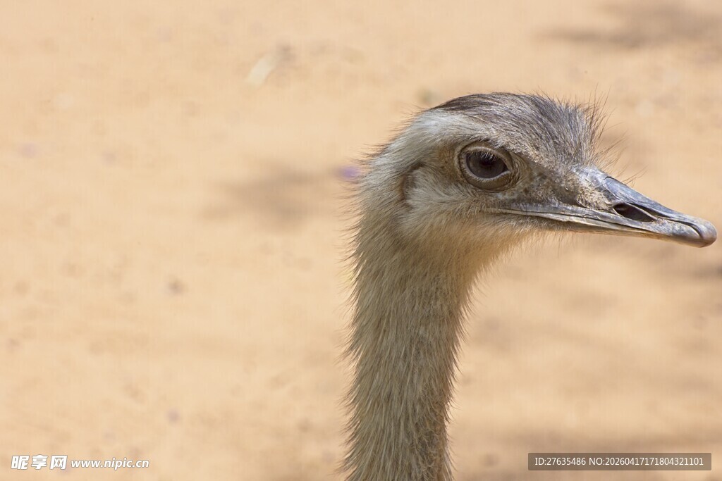 鸵鸟头部特写
