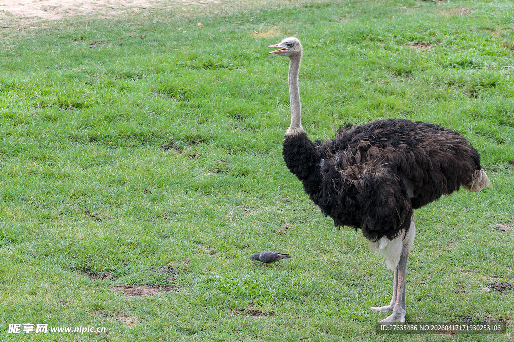 草地上站立的鸵鸟