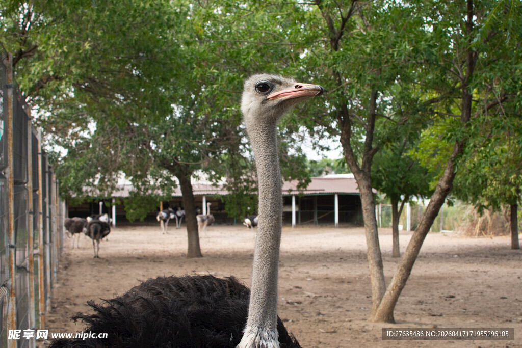 围栏中的鸵鸟