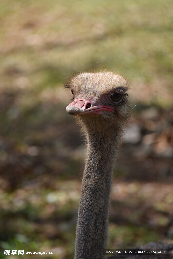 呆萌鸵鸟特写