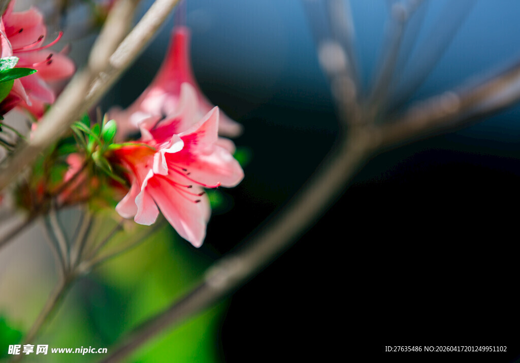 娇艳绽放的红色花朵