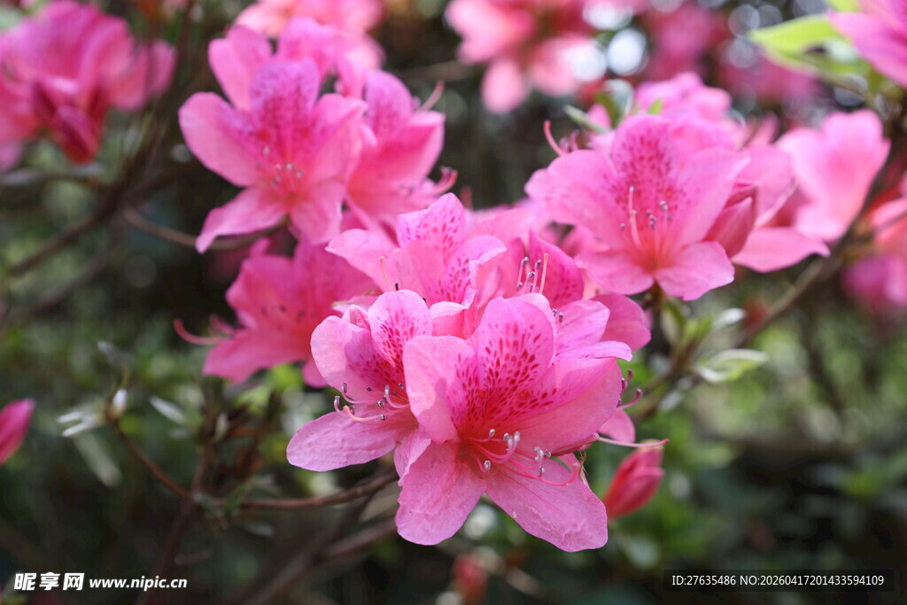 娇艳盛开的粉色杜鹃花