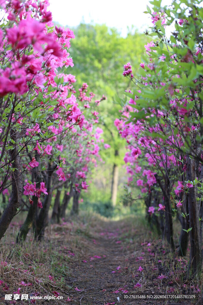 繁花盛开的林间小道