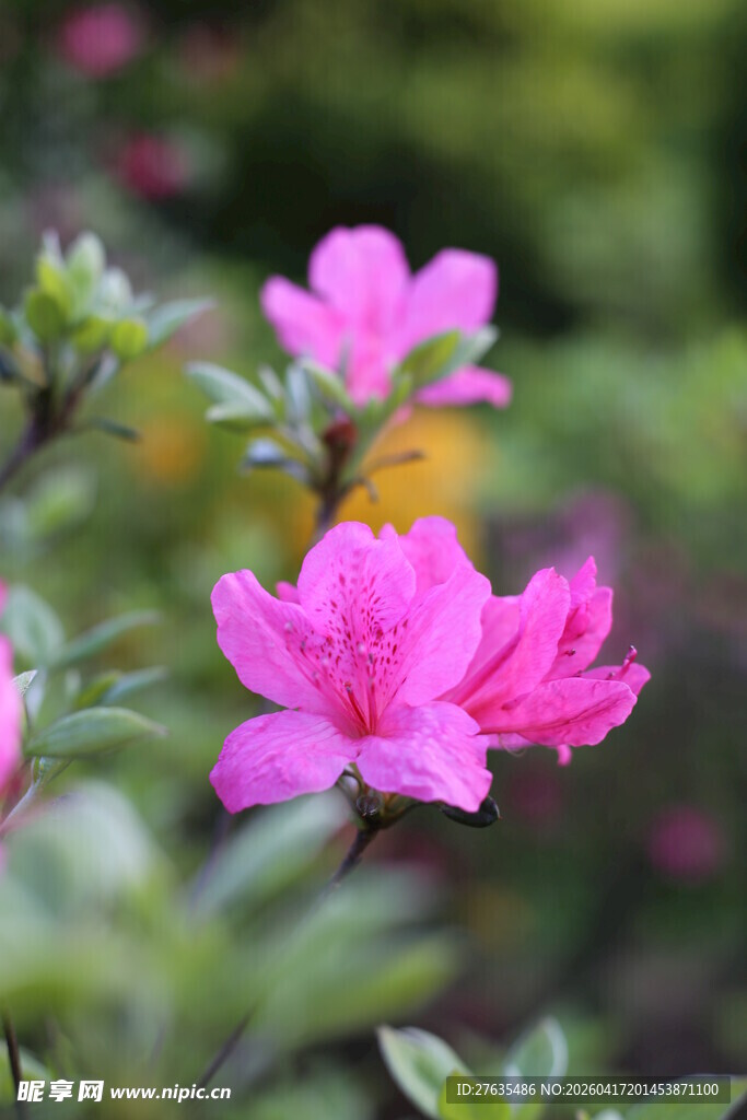 娇艳绽放的美丽粉色花朵
