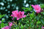 娇艳绽放的粉色杜鹃花