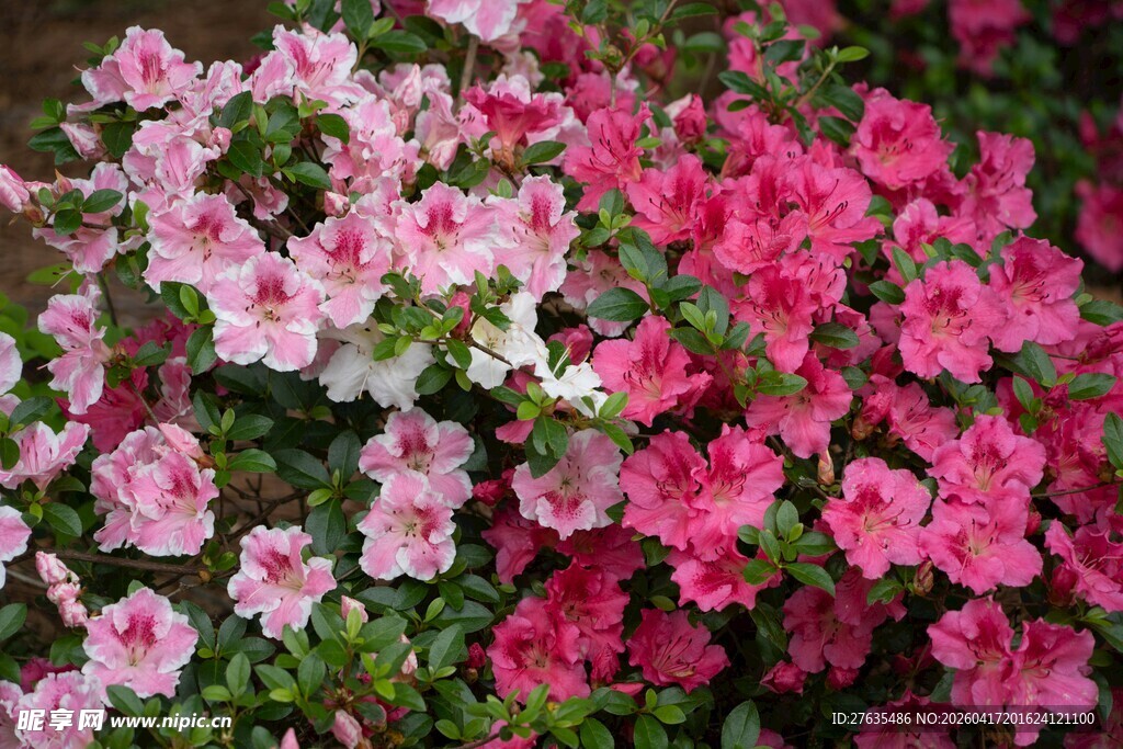 多彩杜鹃花绽放