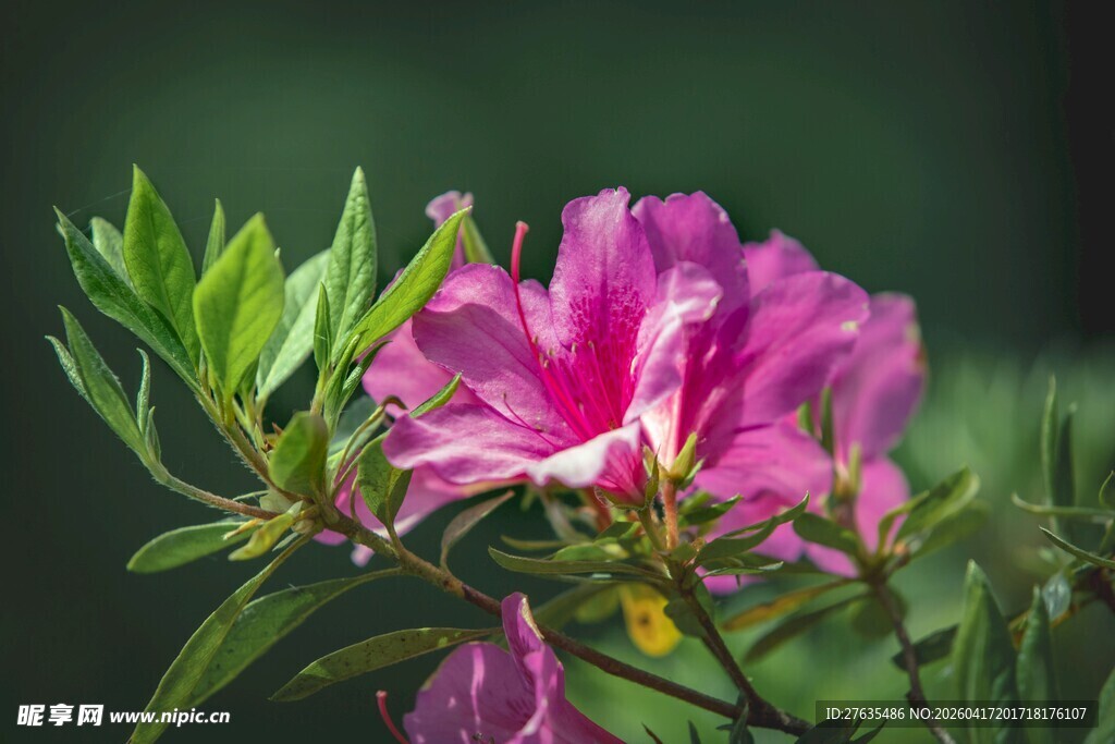 娇艳盛开的粉色杜鹃花