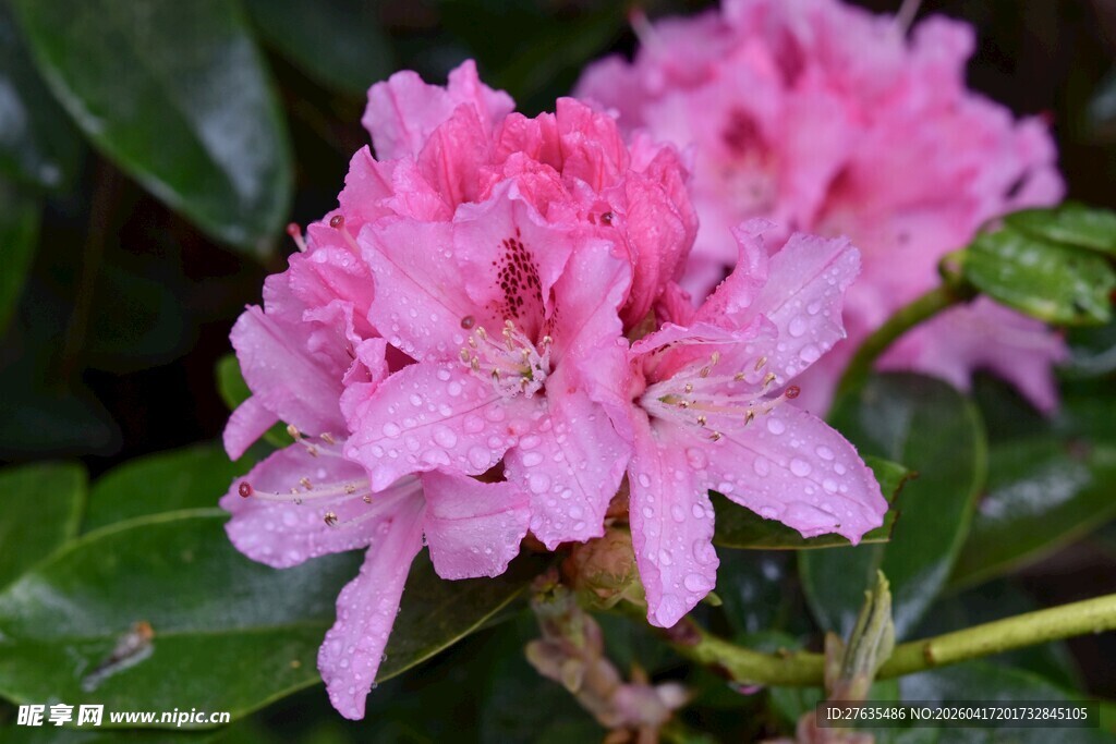 娇艳带露粉色杜鹃花