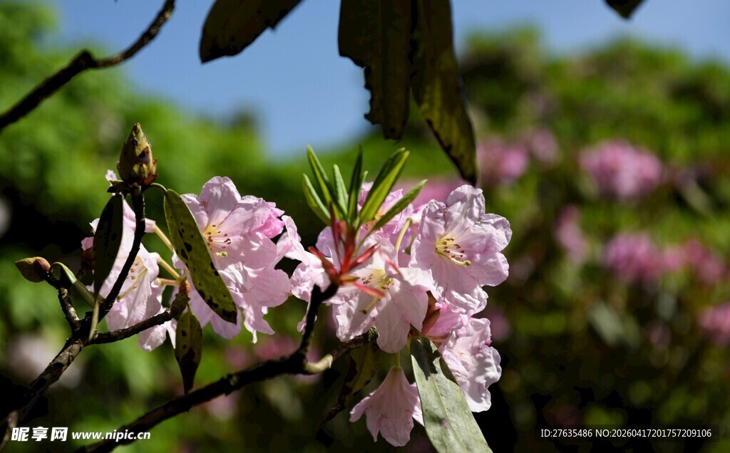 枝头绽放的粉嫩花朵