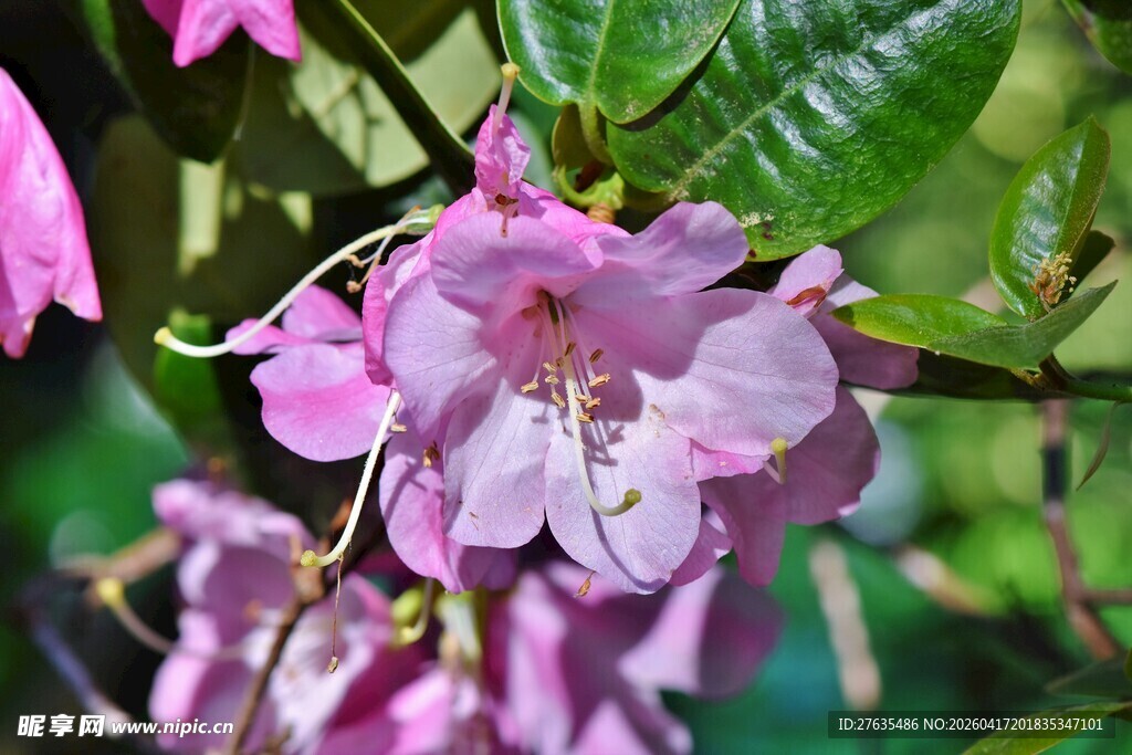 娇艳粉色花朵绽放