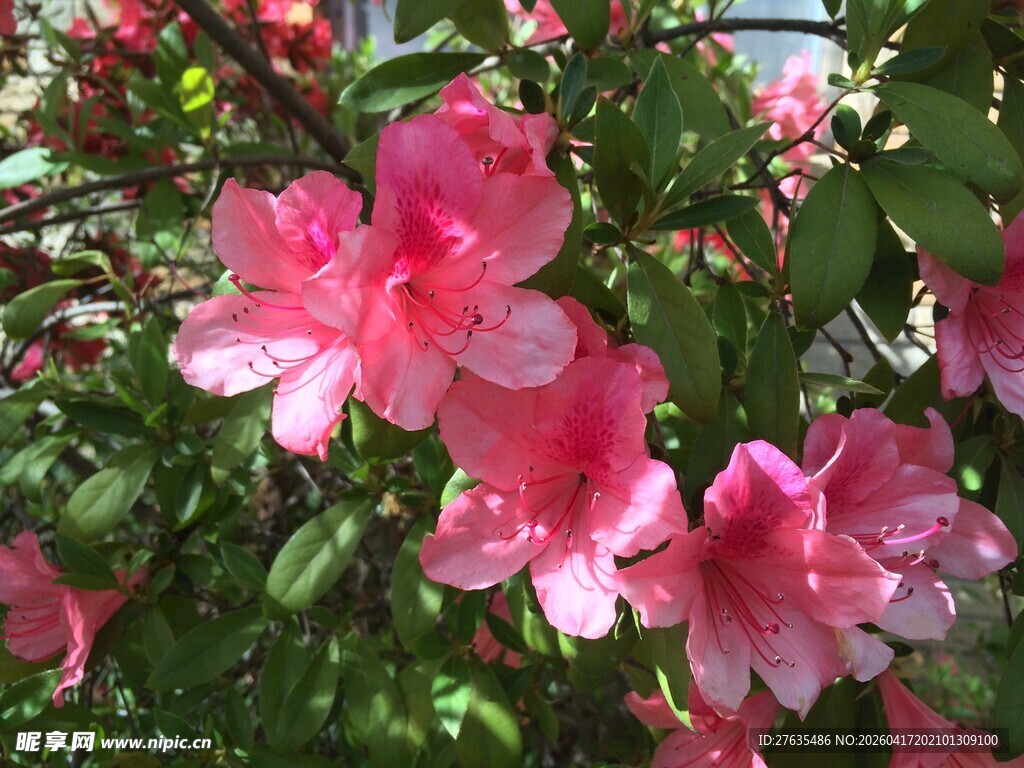 娇艳盛开的粉色锦带花