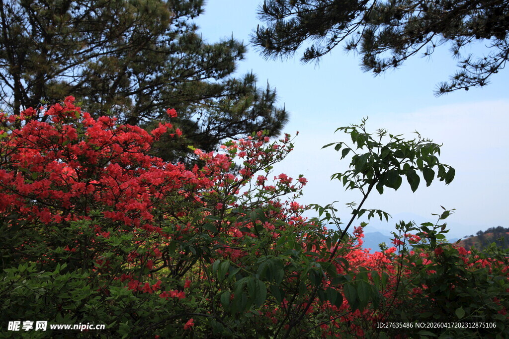 山间绽放的艳丽红花