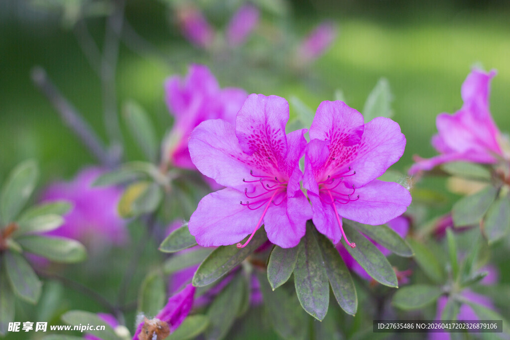 娇艳盛开的粉色杜鹃花