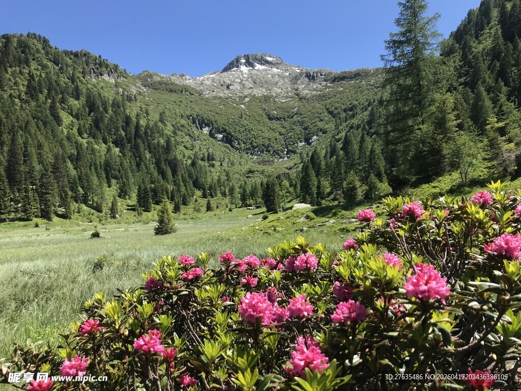 山间烂漫花丛与秀丽山景