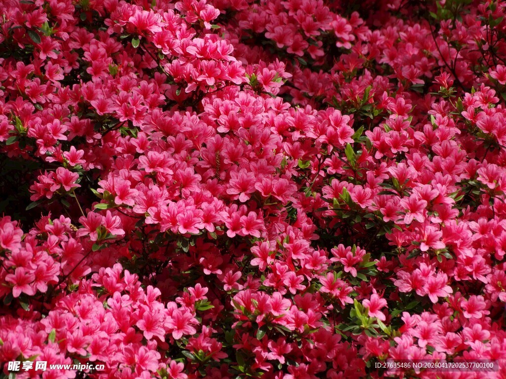 盛开的粉色繁花