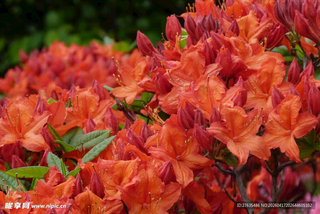 艳丽橙红色杜鹃花绽放