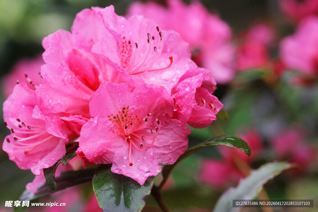 娇艳盛开的粉红色杜鹃花