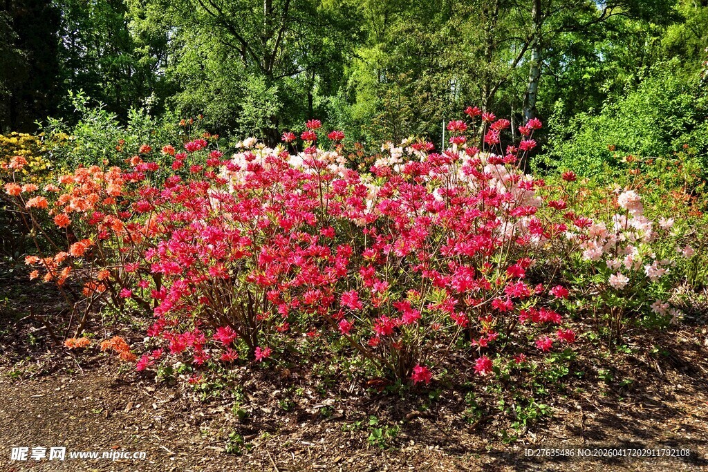 多彩花丛绽放自然之美