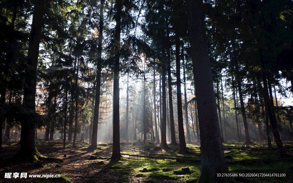 林间晨光洒下的静谧美景
