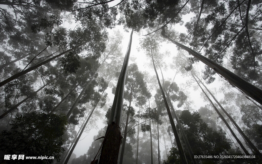 仰望森林参天大树