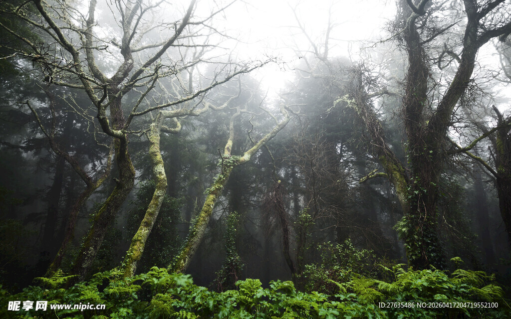 迷雾森林中的葱郁树木