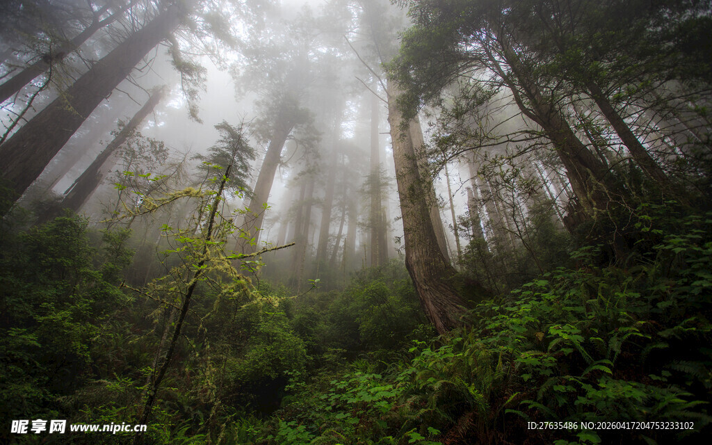 迷雾中的神秘森林景象