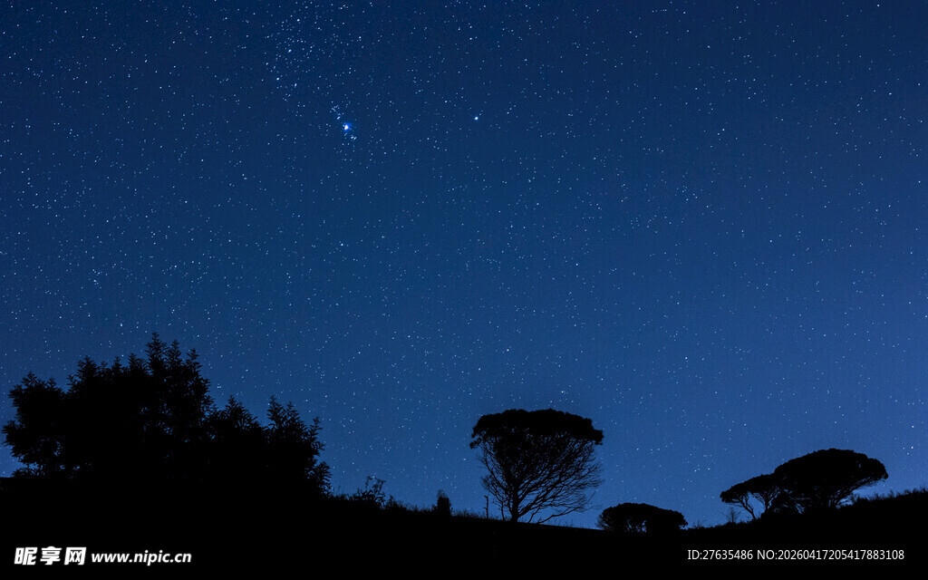 夜空下的树木剪影