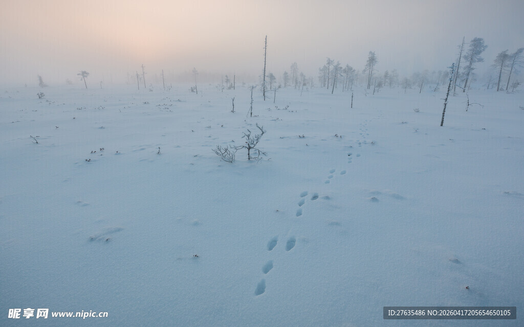 雪地晨光中的稀疏植物