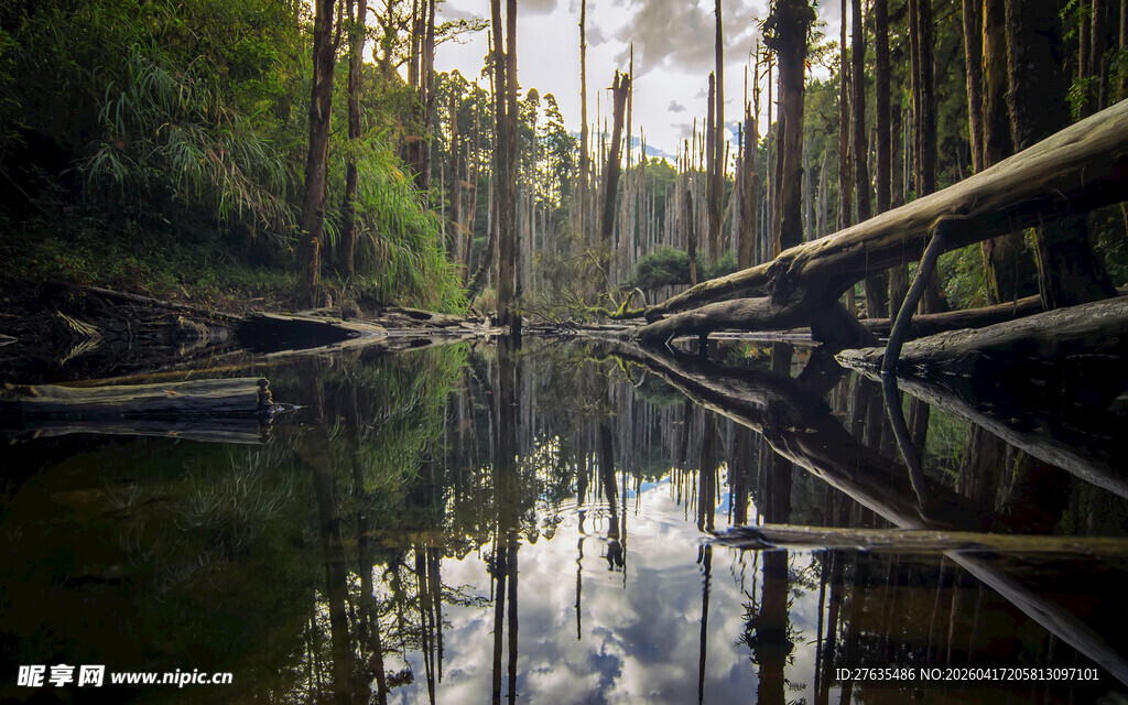 森林中的静谧水面倒影