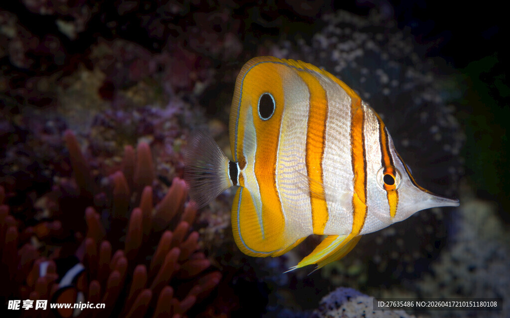 条纹蝴蝶鱼在珊瑚间游动