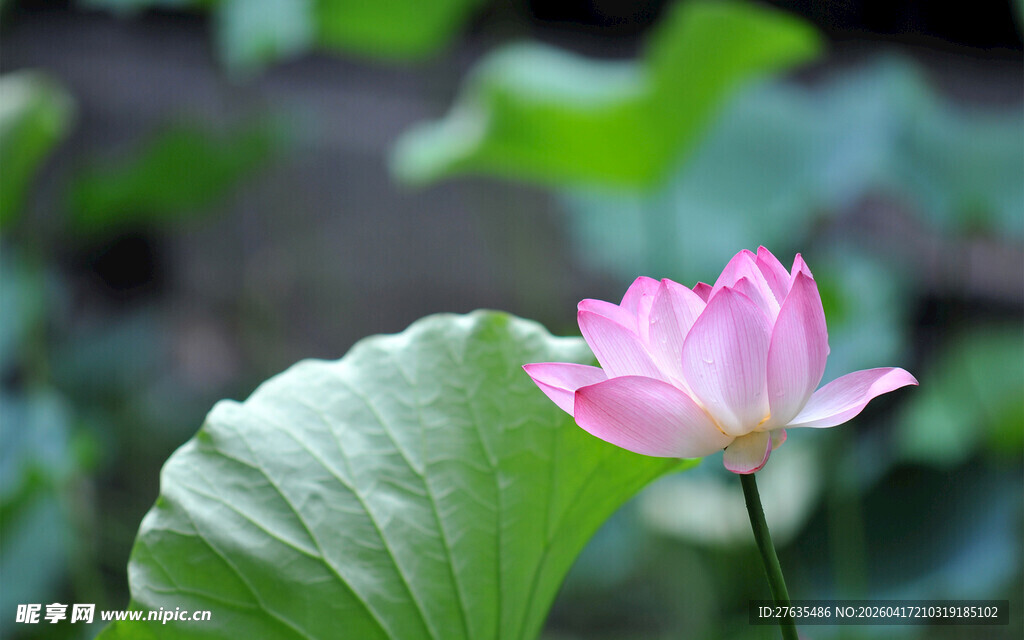 娇艳荷花绽放绿叶间