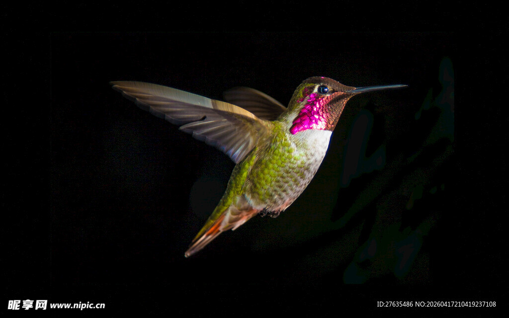 飞行中的色彩斑斓蜂鸟