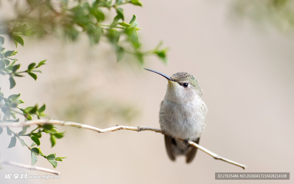 枝头静立的小鸟