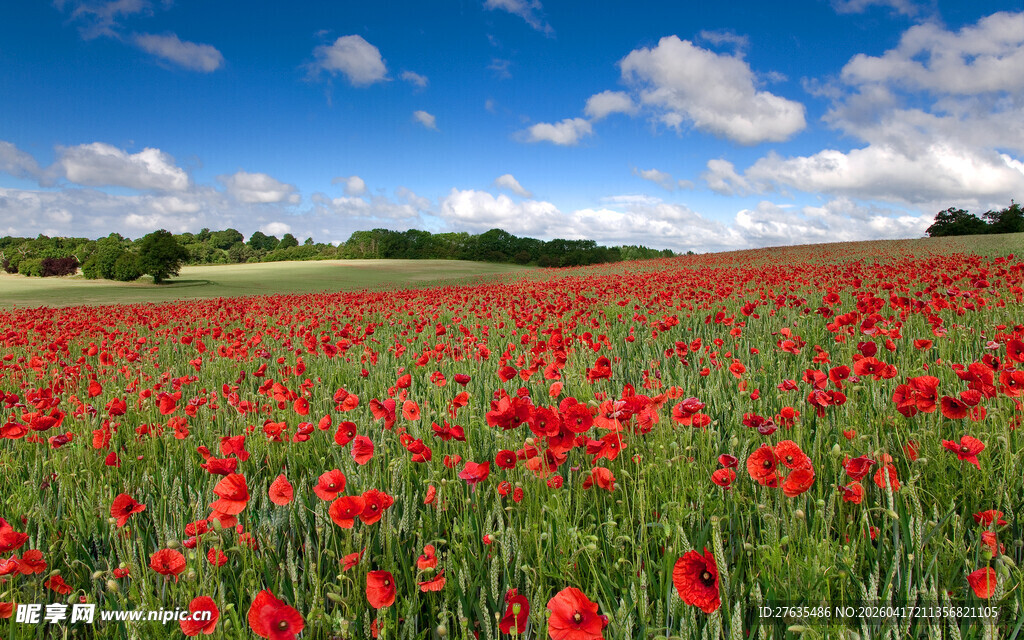 红郁金香花海蓝天美景