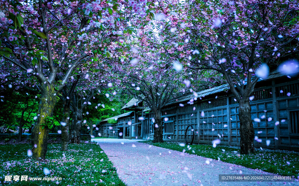 樱花树下的静谧小道