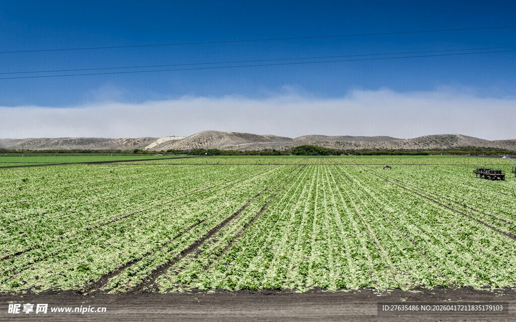 绿色农田景观