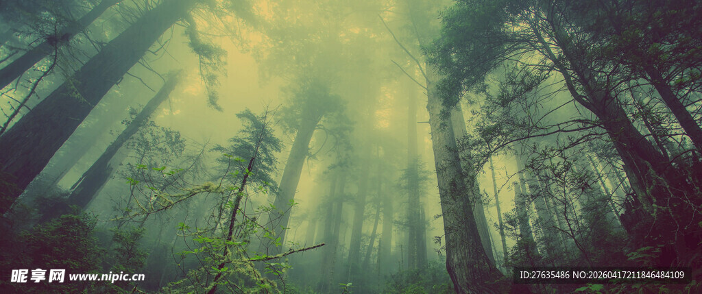 神秘森林绿光弥漫