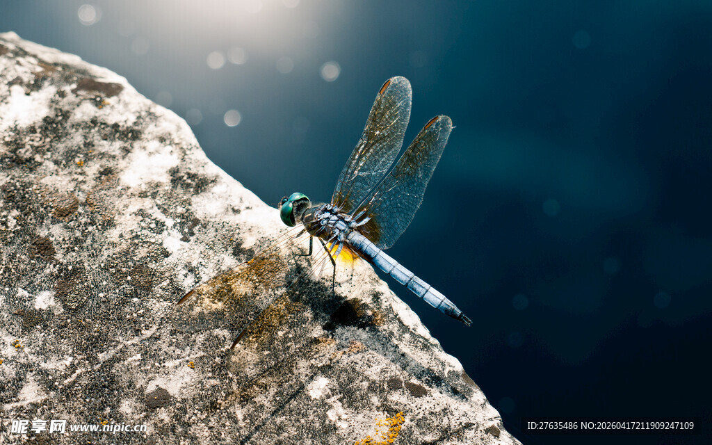 岩石上的蓝黄相间蜻蜓